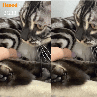 Mèo Bengal charcoal nhập Nga