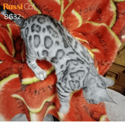 Mèo Bengal silver đực 1,2 tuổi