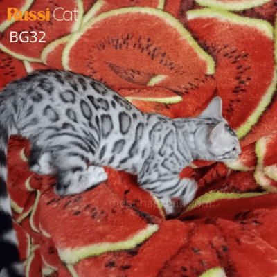 Mèo Bengal và những điều bạn chưa biết Mèo Bengal silver đực 1,2 tuổi