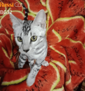 Mèo Bengal silver đực 1,2 tuổi