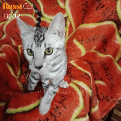 Mèo Bengal silver đực 1,2 tuổi