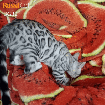 Mèo Bengal silver đực 1,2 tuổi