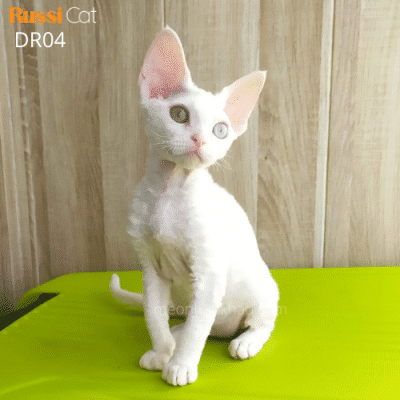 Mèo Devon rex, đực mắt 2 màu