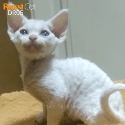Mèo Devon rex nhập Nga