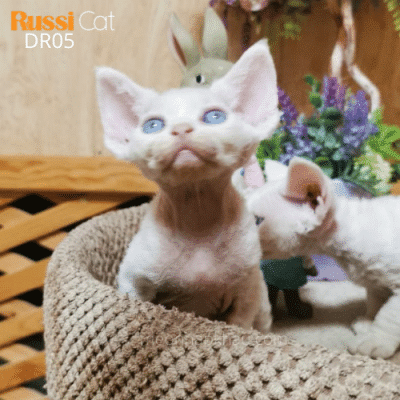Mèo Devon rex nhập Nga