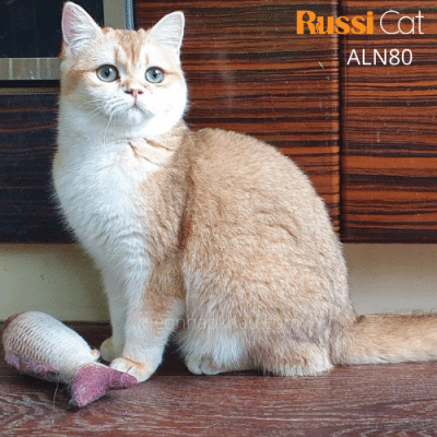 Mèo Golden (Anh lông ngắn) ny12