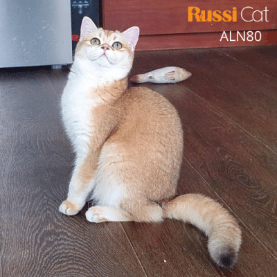 Mèo Golden (Anh lông ngắn) ny12