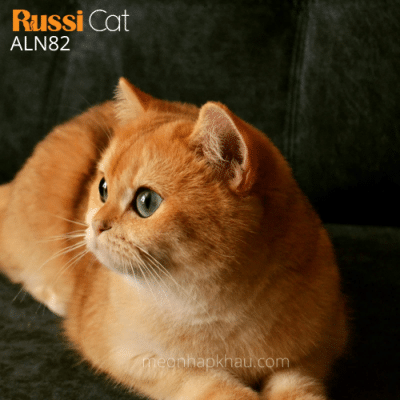 Mèo Golden ny12 nhập Nga, đang chửa