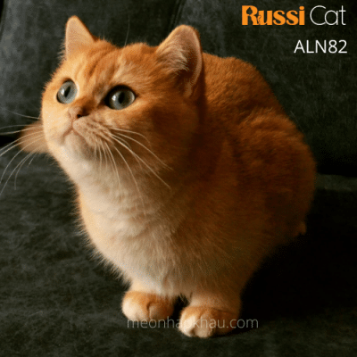 Mèo Golden ny12 nhập Nga, đang chửa