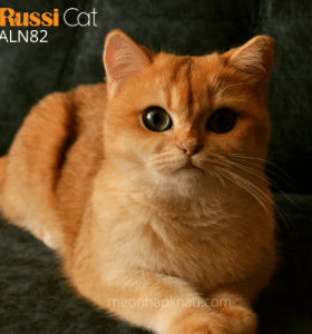 Mèo Golden ny12 nhập Nga, đang chửa