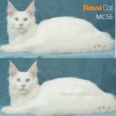 Mèo Maine Coon mắt 2 màu