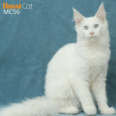 Mèo Maine Coon mắt 2 màu