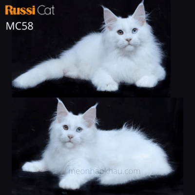 Mèo Maine Coon mắt 2 màu