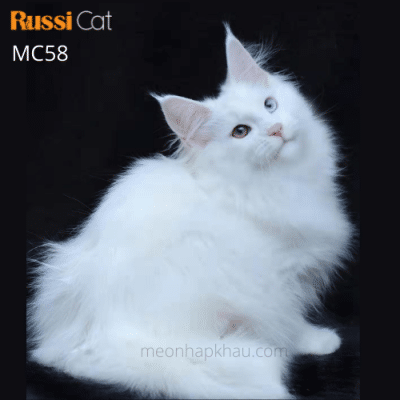 Mèo Maine Coon mắt 2 màu