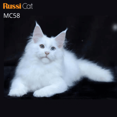 Mèo Maine Coon mắt 2 màu