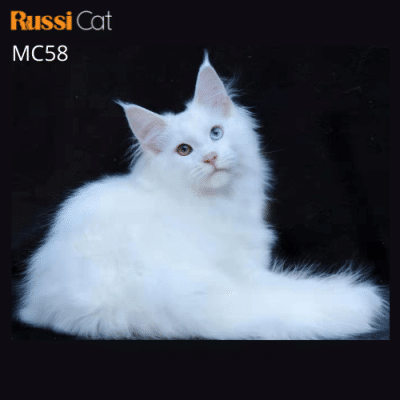 Mèo Maine Coon mắt 2 màu