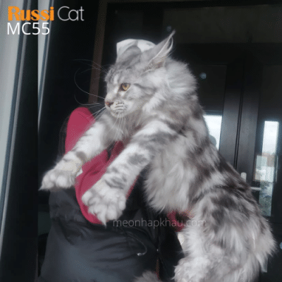 Mèo Maine Coon nhập Nga