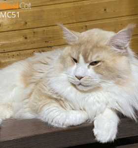 Mèo Maine Coon nhập Nga 10kg