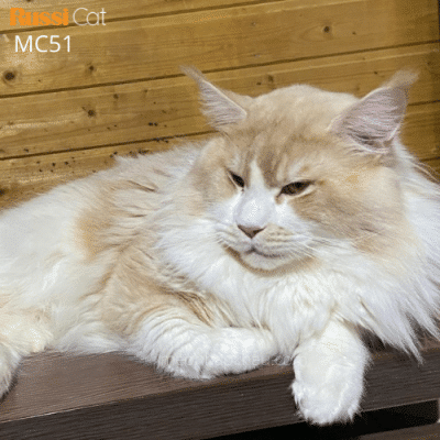 Mèo Maine Coon nhập Nga 10kg
