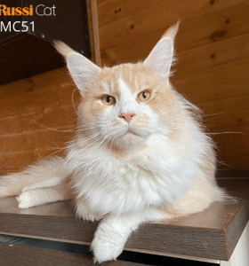 Mèo Maine Coon nhập Nga 10kg