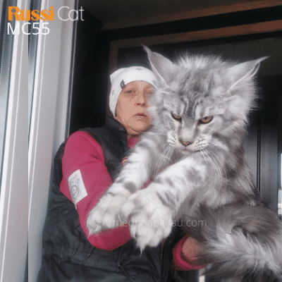 Mèo Maine Coon nhập Nga