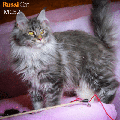 Mèo Maine Coon nhập Nga, đực