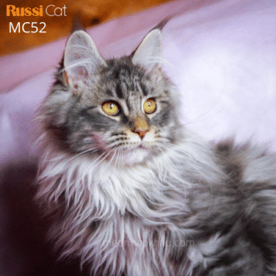 Mèo Maine Coon nhập Nga, đực