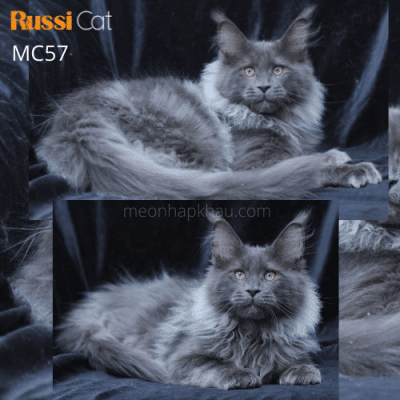 Mèo Maine coon black smoke