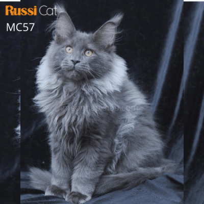 Mèo Maine coon black smoke