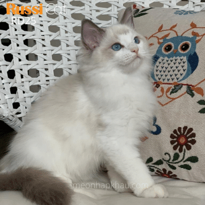 Mèo Ragdoll nhập Nga