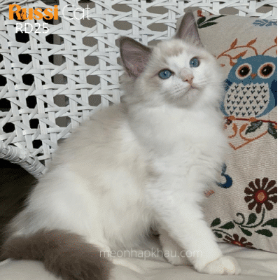 Mèo Ragdoll nhập Nga