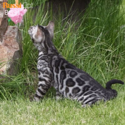 Mèo bengal charcoal