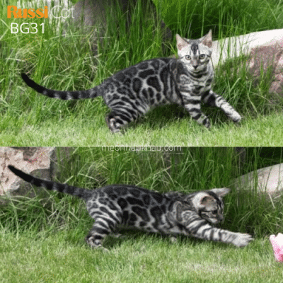 Mèo bengal charcoal