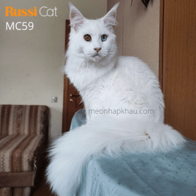 Mèo maine coon mắt 2 màu, trắng