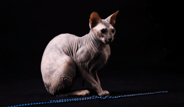THE WORLD'S MOST EXCELLENT CAT RESISTANCES