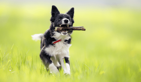 Nguồn gốc, đặc điểm, giá chó Border Collie