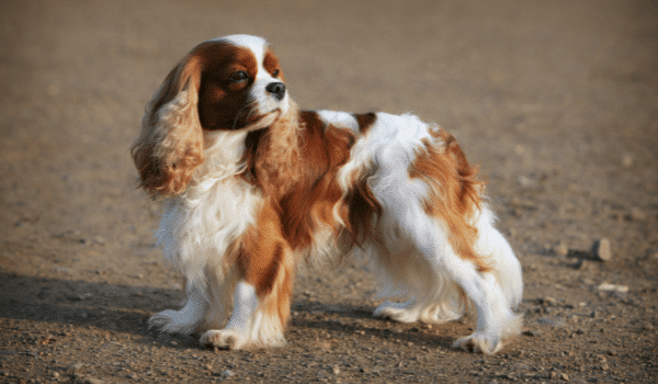 Nguồn gốc, đặc điểm, giá chó Cavalier King Charles Spaniel