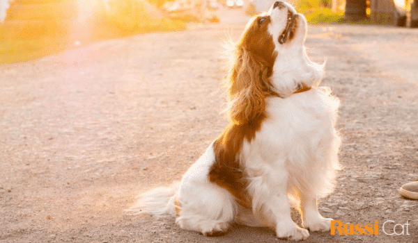 Nguồn gốc, đặc điểm, giá chó Cavalier King Charles Spaniel