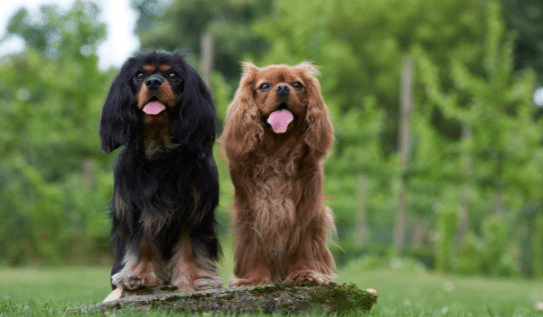 Nguồn gốc, đặc điểm, giá chó Cavalier King Charles Spaniel