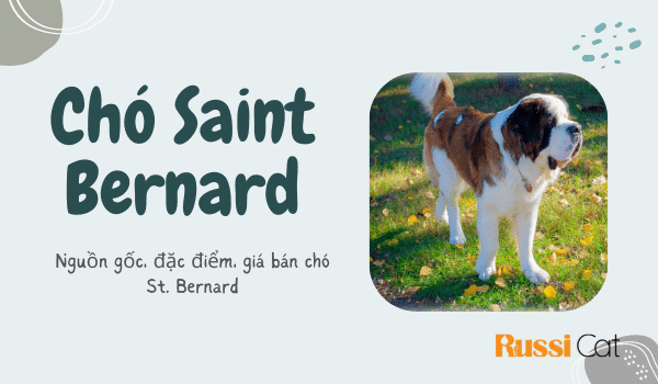 Nguồn gốc, đặc điểm, giá chó Saint Bernard