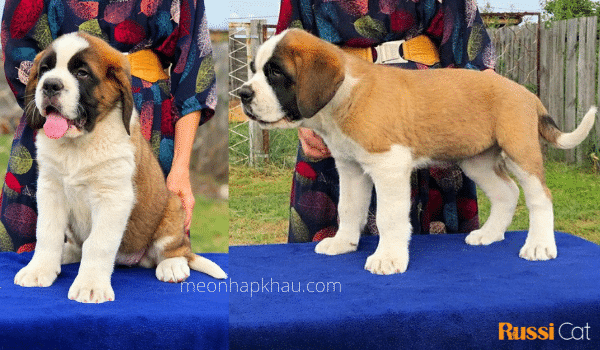 Nguồn gốc, đặc điểm, giá chó Saint Bernard