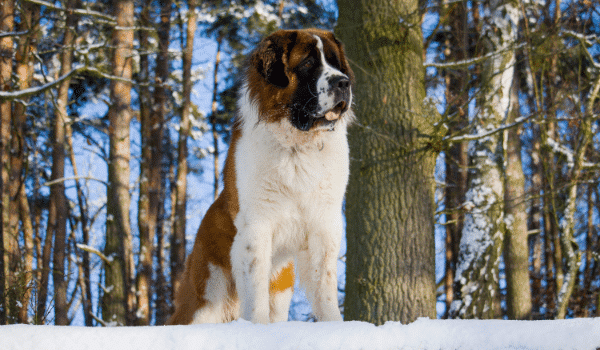 Nguồn gốc, đặc điểm, giá chó Saint Bernard