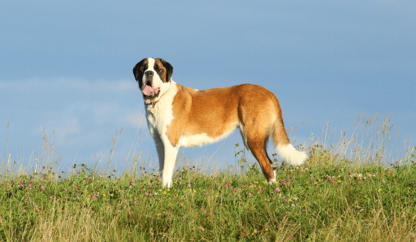 Nguồn gốc, đặc điểm, giá chó Saint Bernard