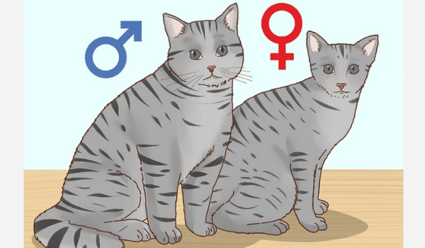 Nhận biết mèo đực hay cái - nguồn ảnh wikihow