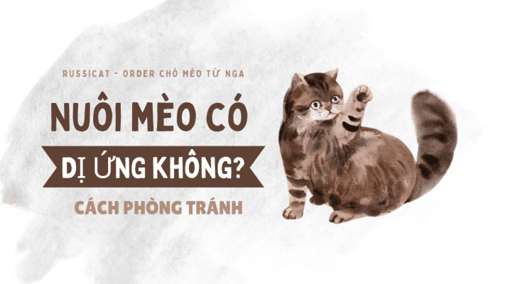 Nuôi mèo có bị dị ứng