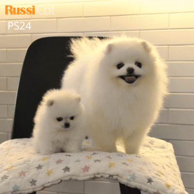 Phốc sóc nhập Nga