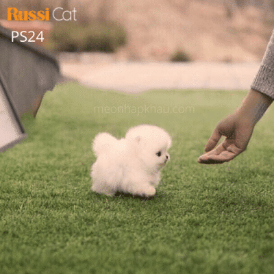 Phốc sóc nhập Nga