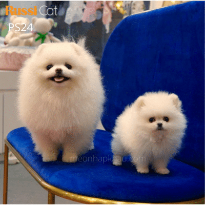 Phốc sóc nhập Nga