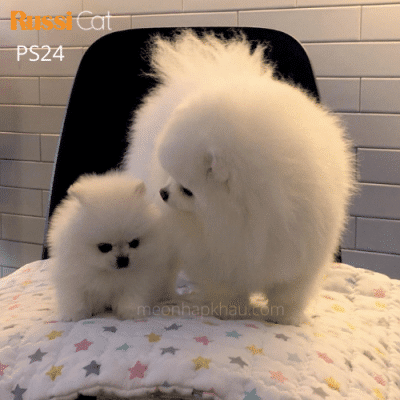 Phốc sóc nhập Nga