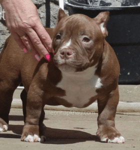 Sự thật về chó Exotic Bully, giá chó Exotic Bully